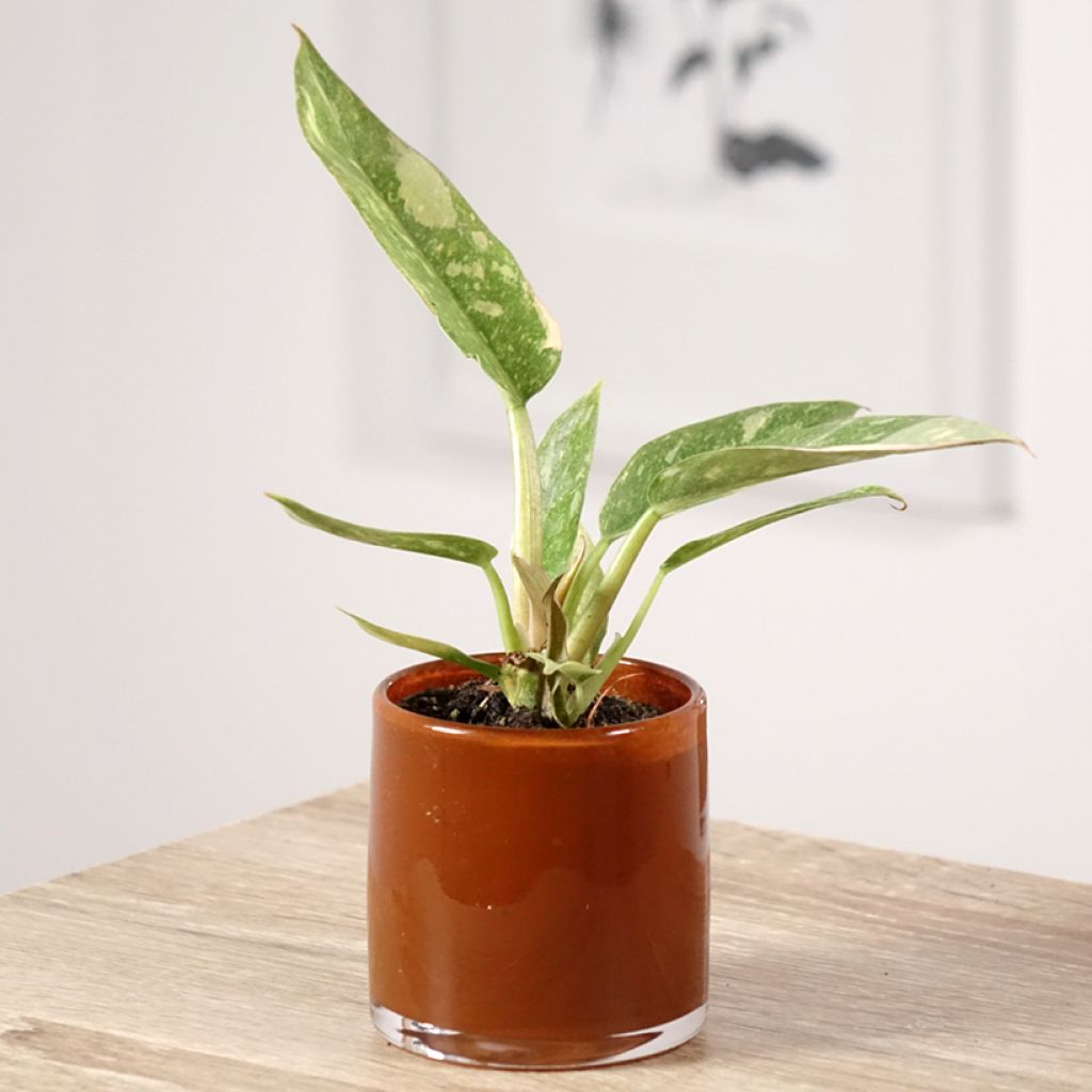 Philodendron Narrow Ring of Fire