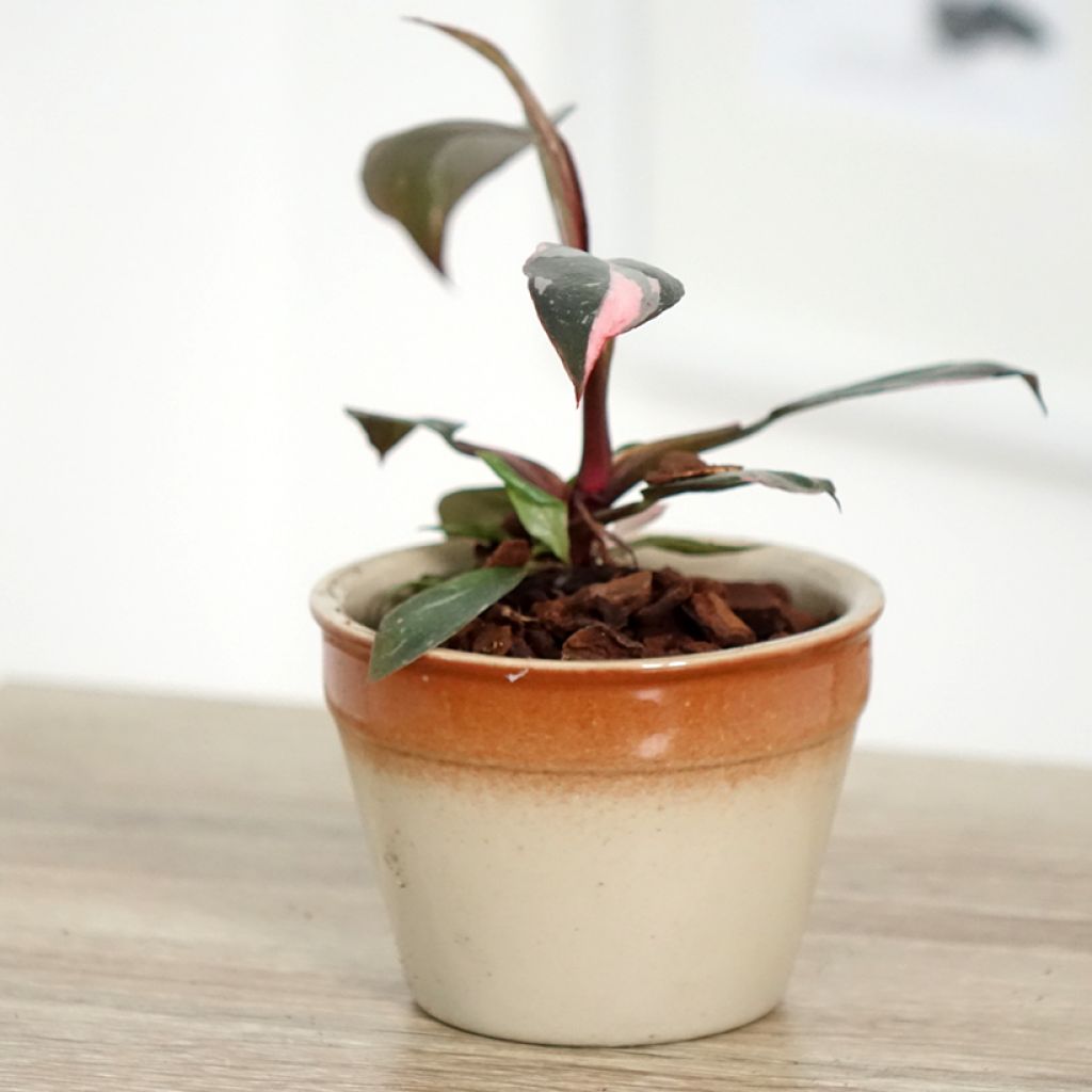 Philodendron Pink Princess