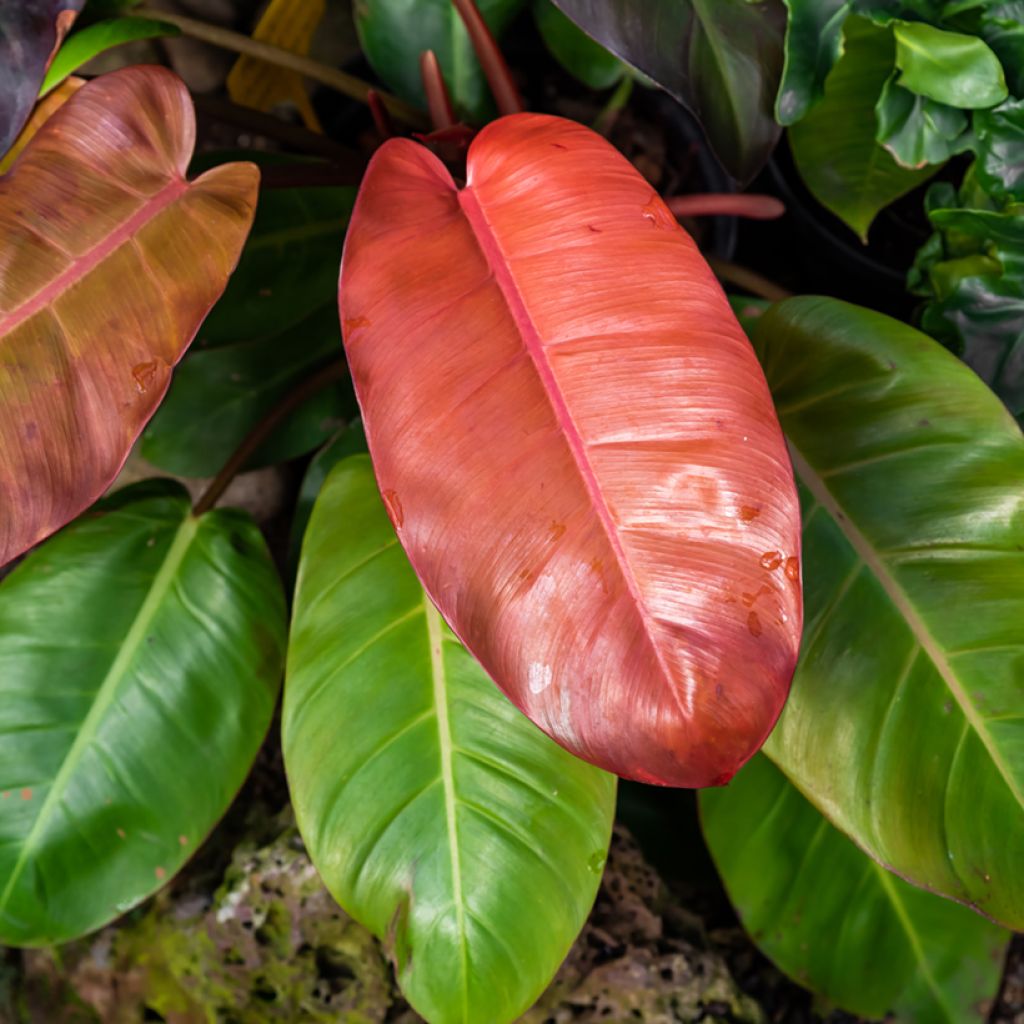 Philodendron Prince of Orange