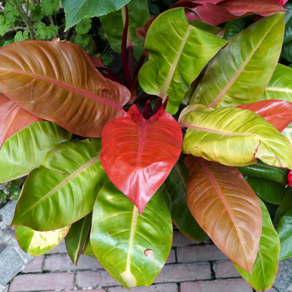 Philodendron Prince of Orange