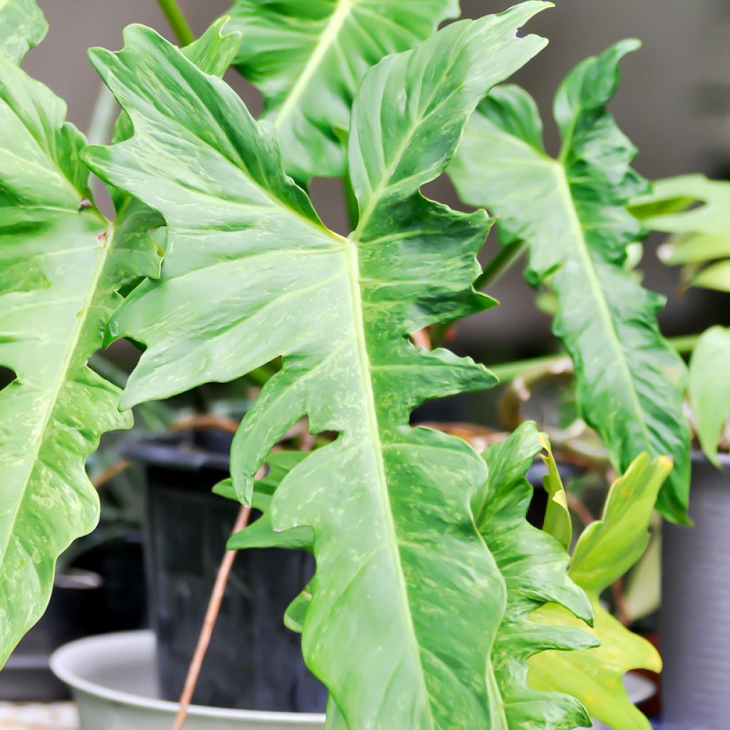 Philodendron Ring of Fire