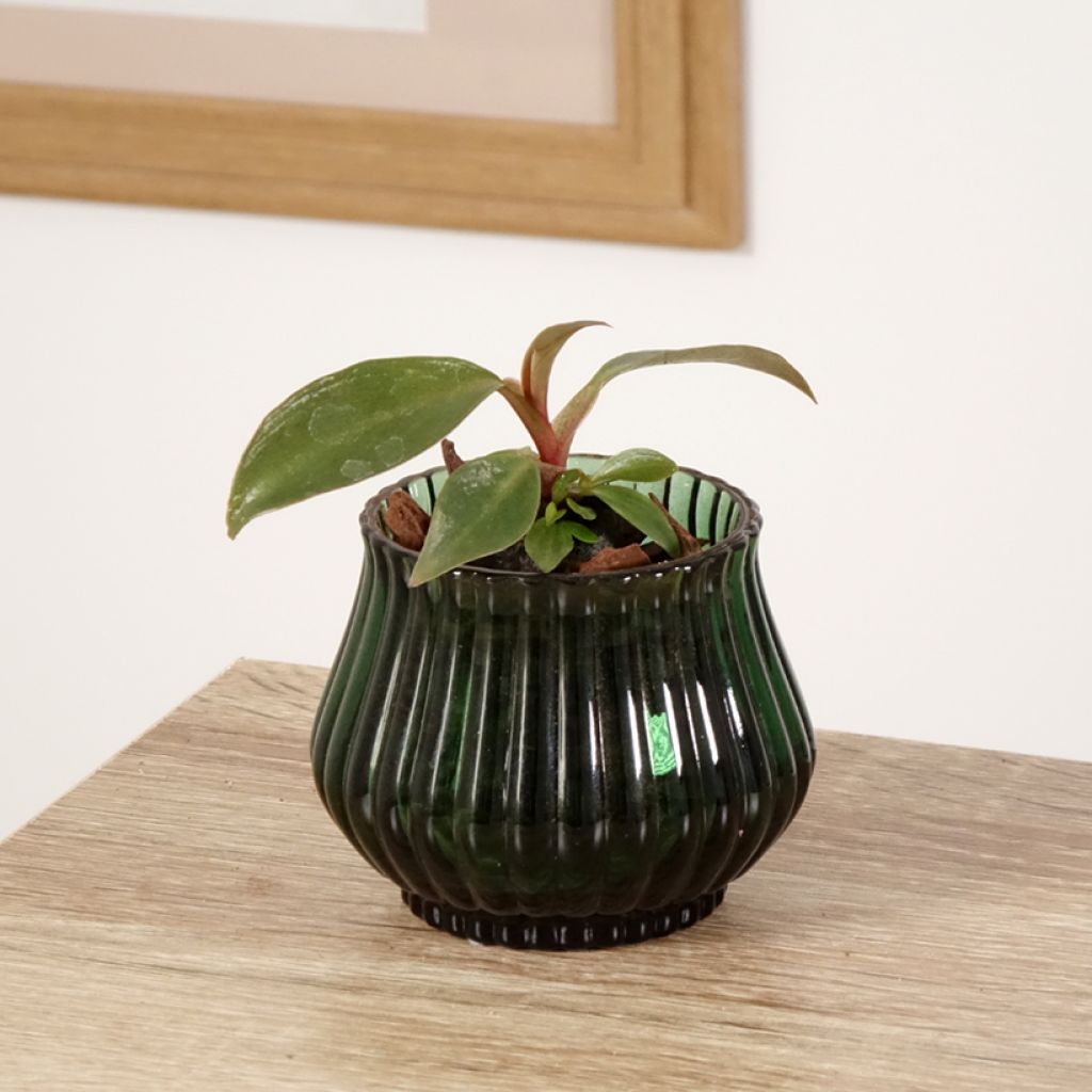 Philodendron Royal Queen