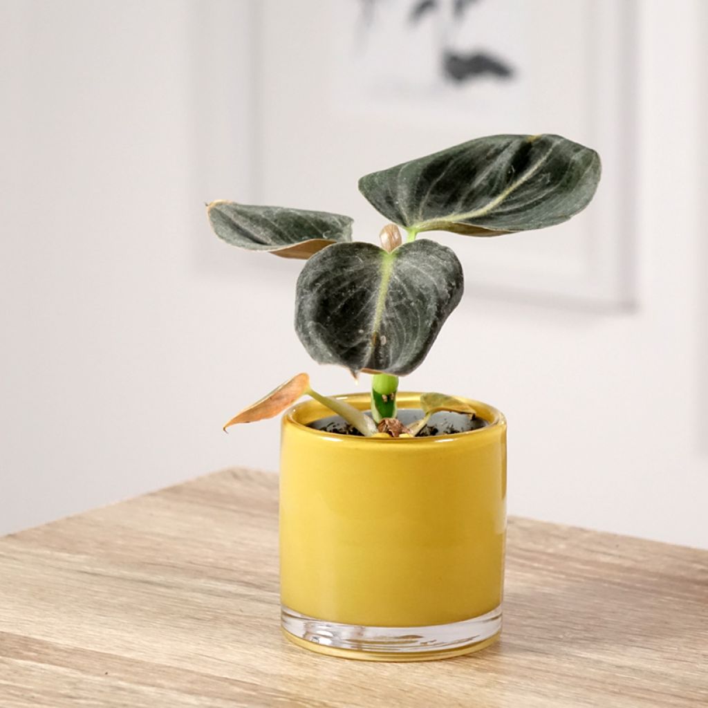 Philodendron melanochrysum - Zwartgoudphilodendron