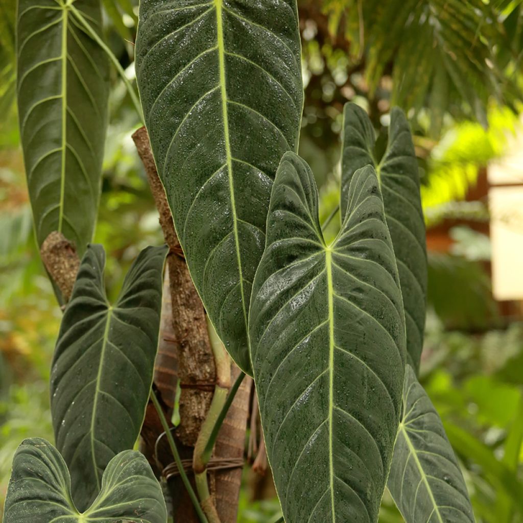 Philodendron melanochrysum - Zwartgoudphilodendron