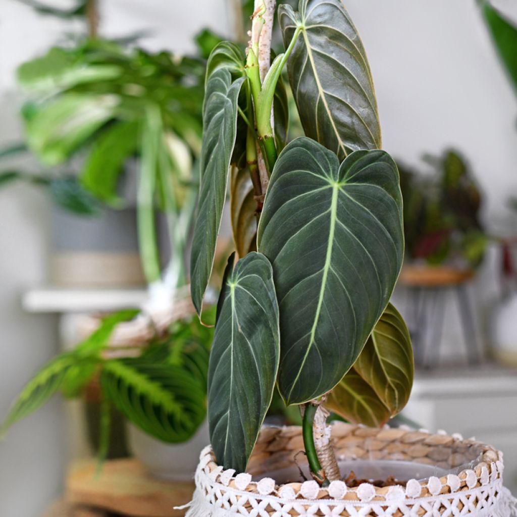 Philodendron melanochrysum - Zwartgoudphilodendron