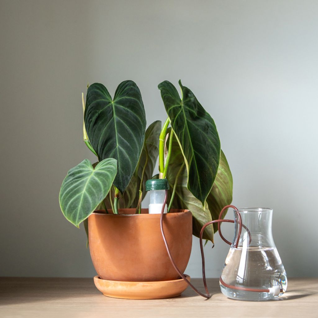 Philodendron melanochrysum - Zwartgoudphilodendron