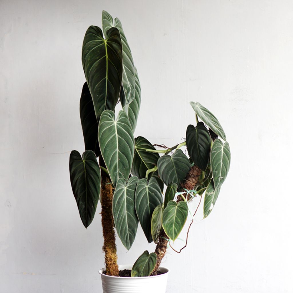 Philodendron melanochrysum - Zwartgoudphilodendron