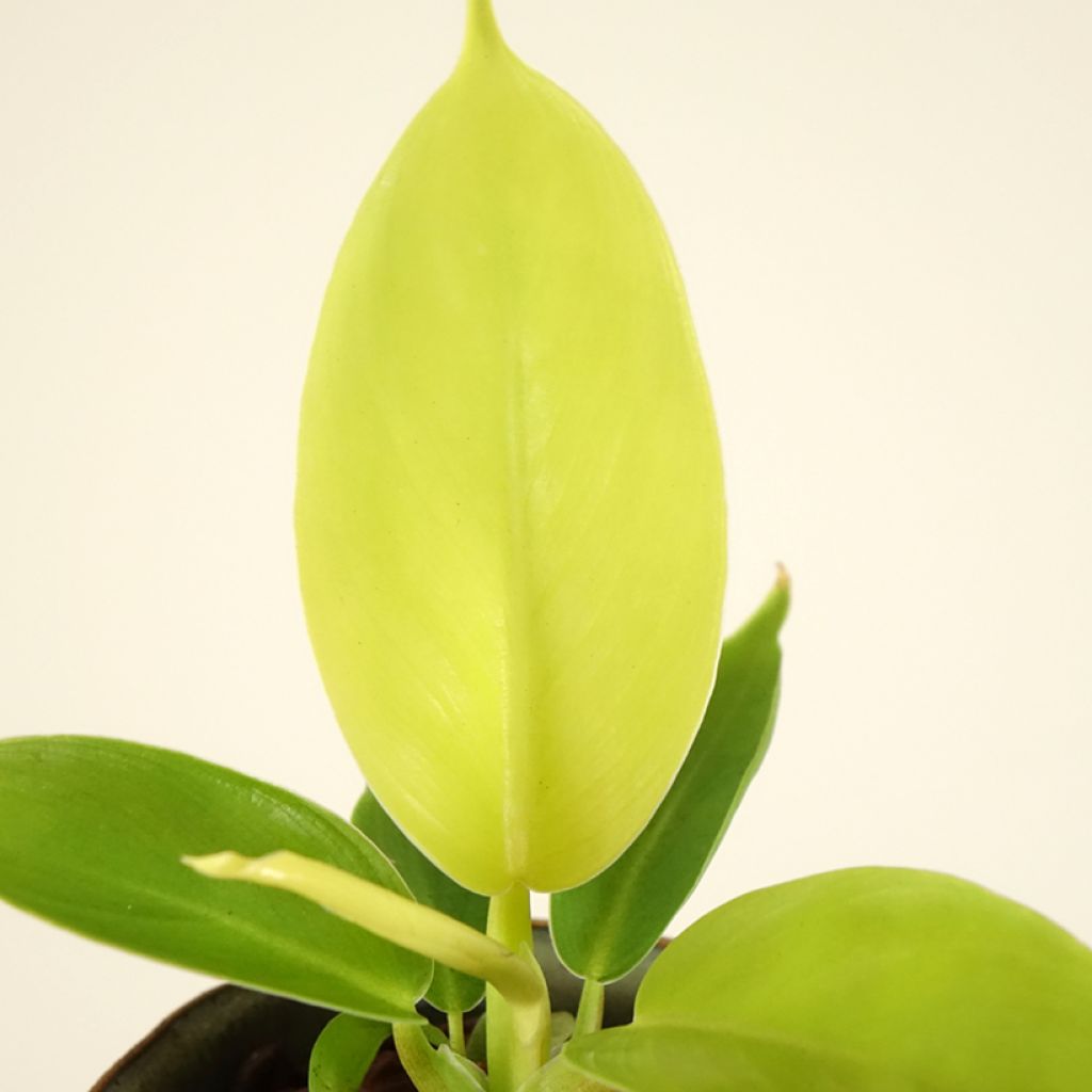 Philodendron Moonlight