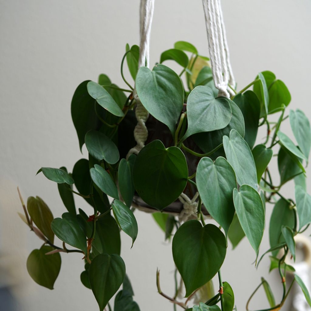 Philodendron hederaceum - Hartbladige philodendron