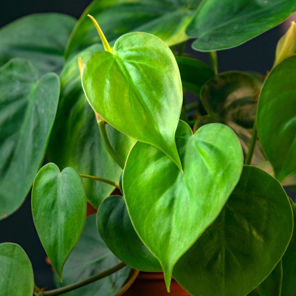 Philodendron hederaceum - Hartbladige philodendron
