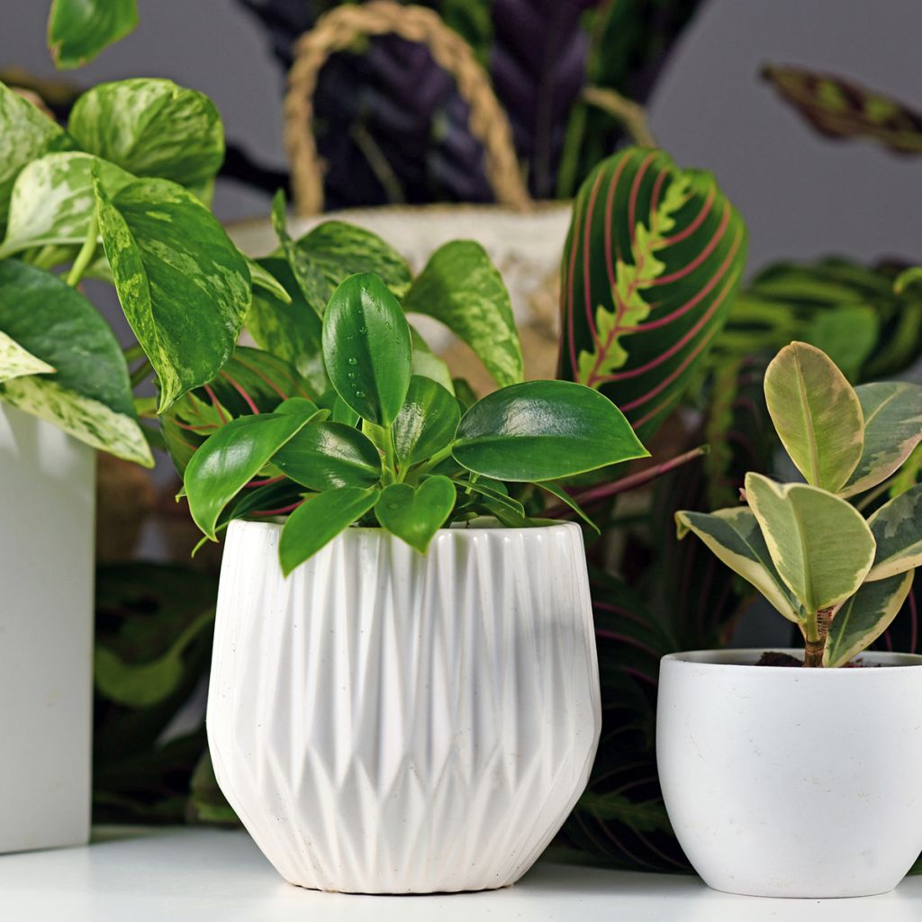 Philodendron Green Princess