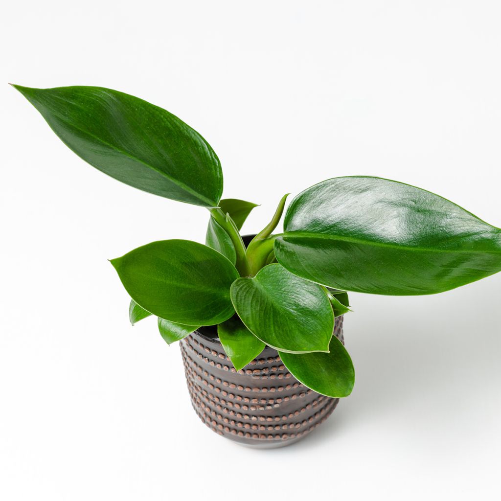 Philodendron Green Princess