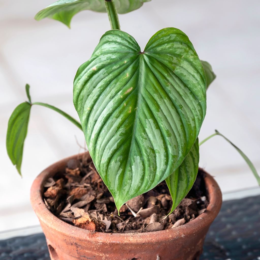 Philodendron mamei