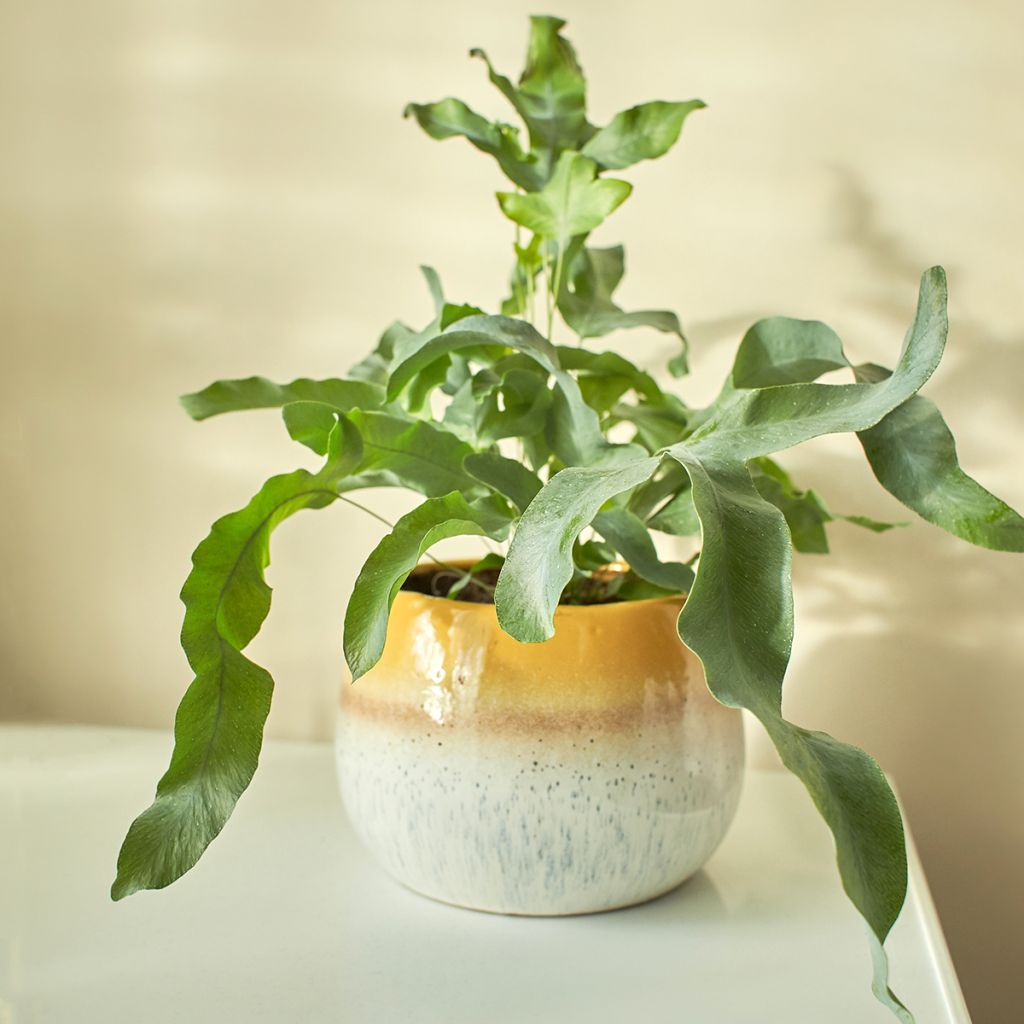 Phlebodium Blue Star - Blauwe varen