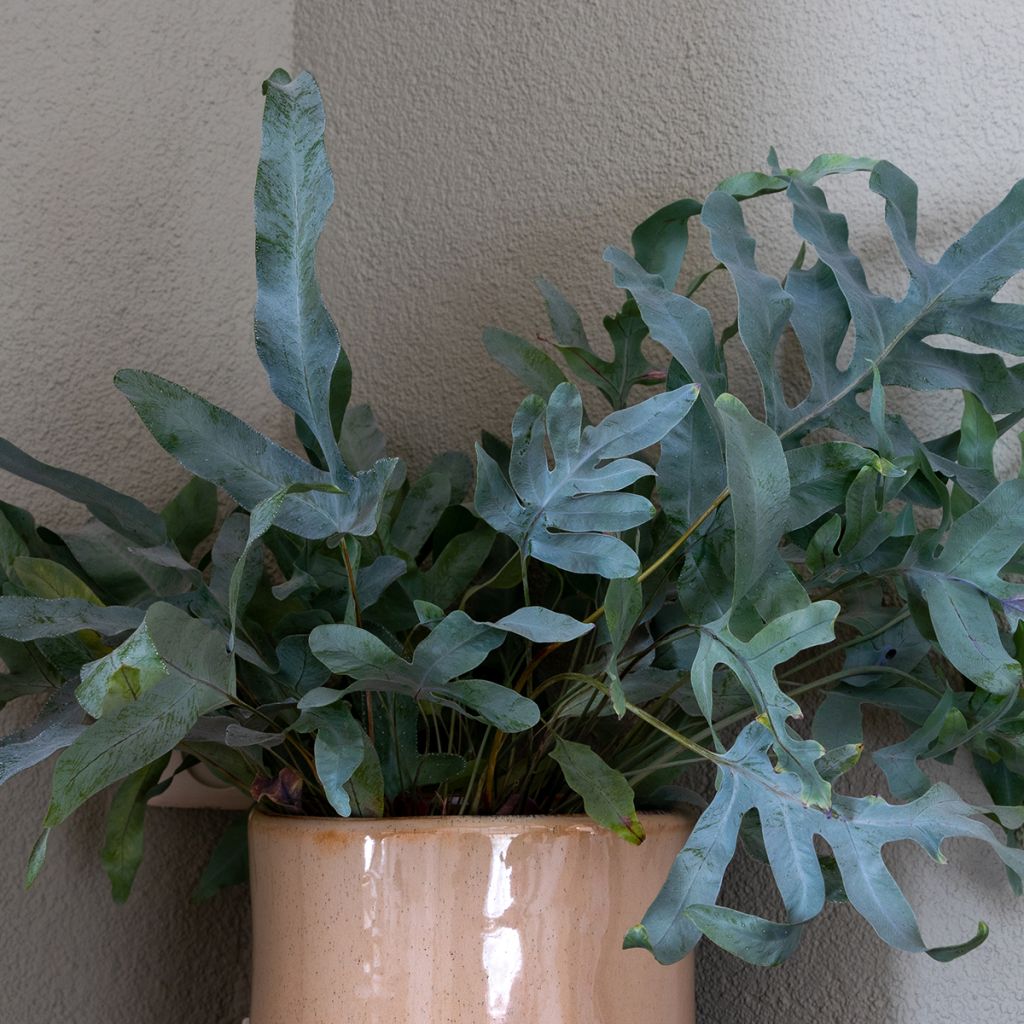 Phlebodium Blue Star - Blauwe varen