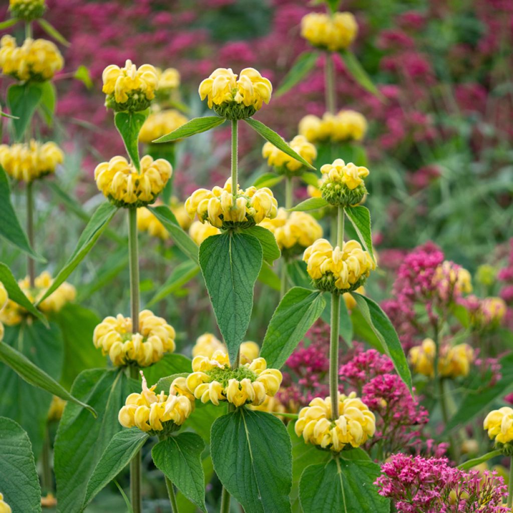 Phlomis russeliana - Brandkruid