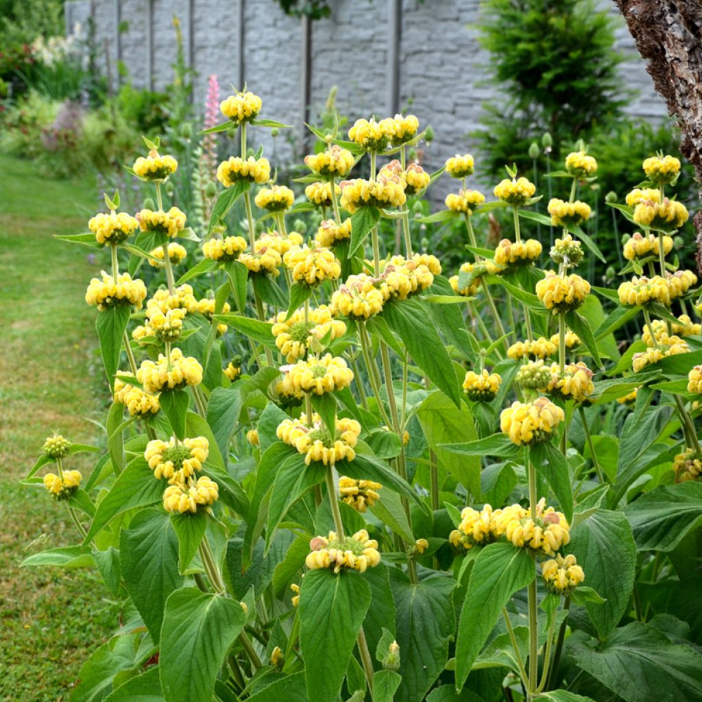 Phlomis russeliana - Brandkruid