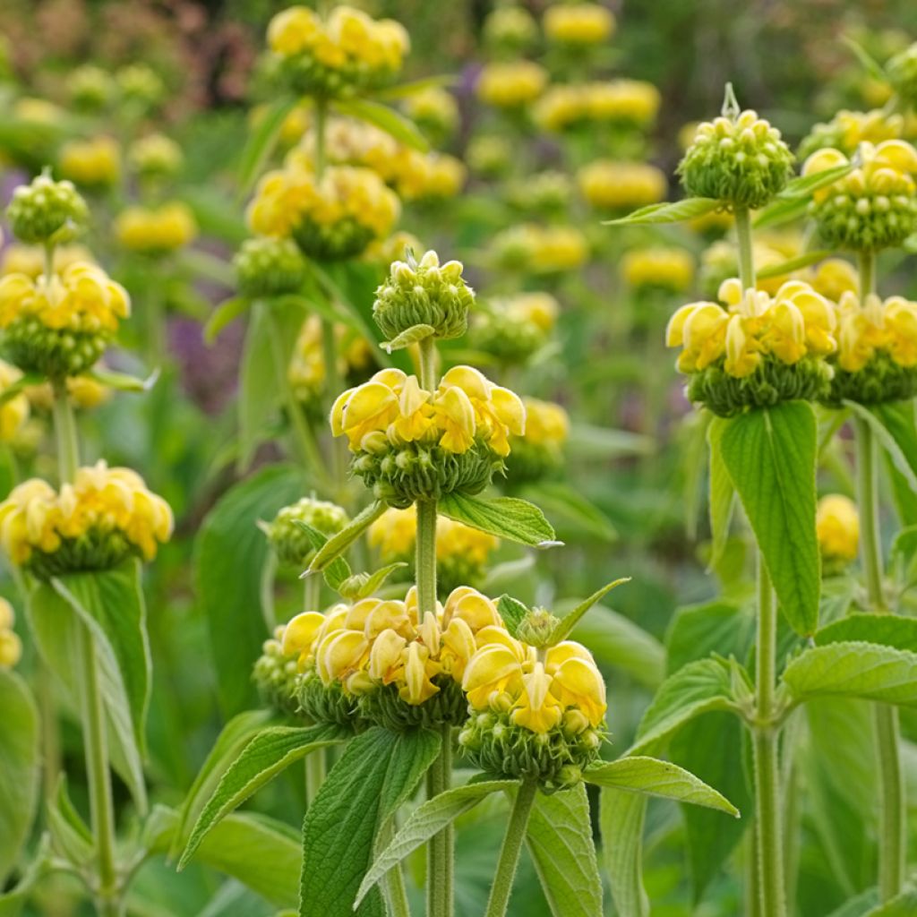 Phlomis russeliana - Brandkruid