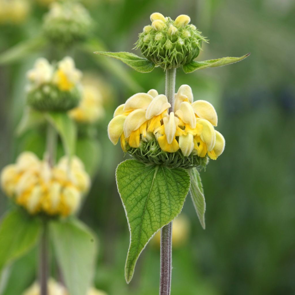 Phlomis russeliana - Brandkruid