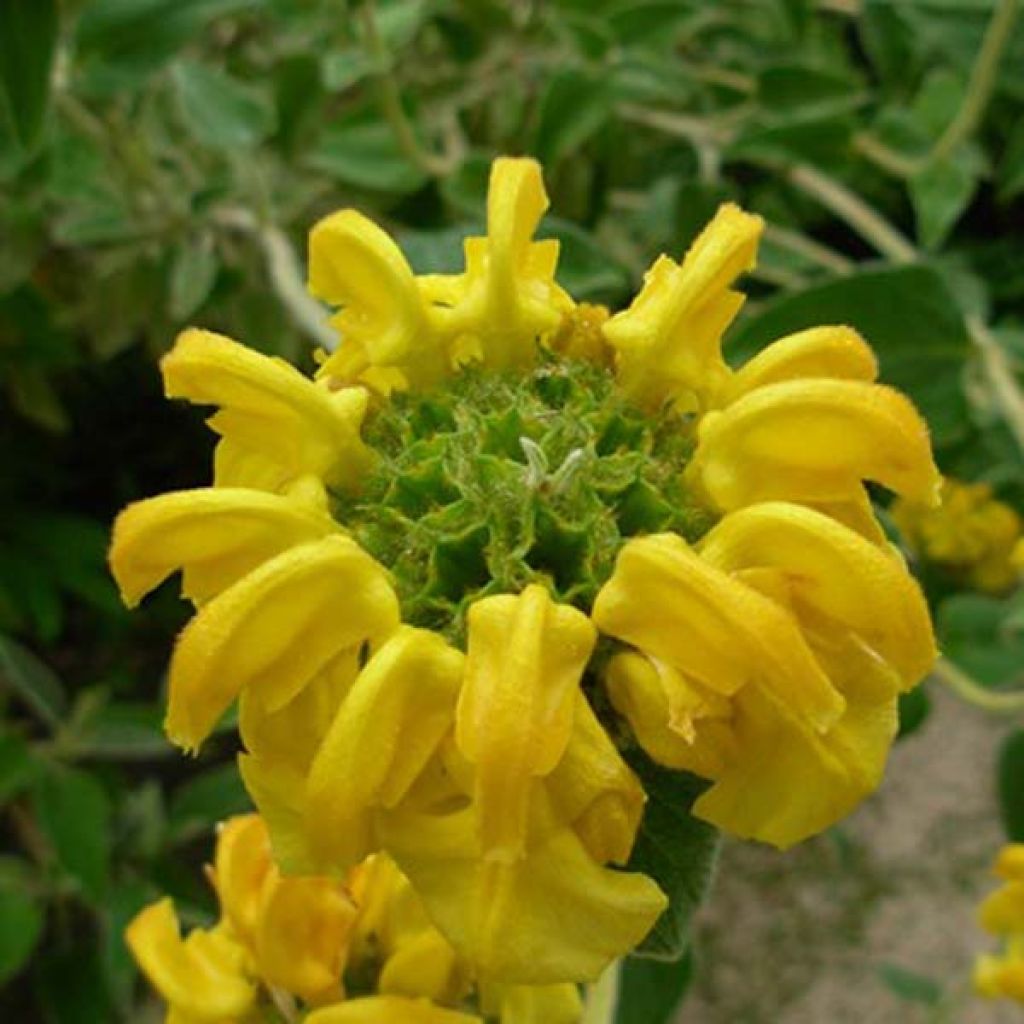 Phlomis fruticosa - Brandkruid