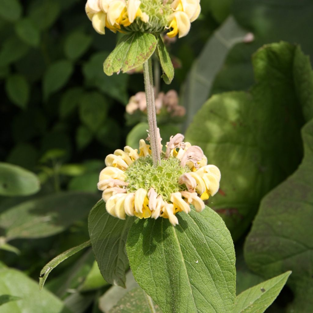 Phlomis fruticosa - Brandkruid