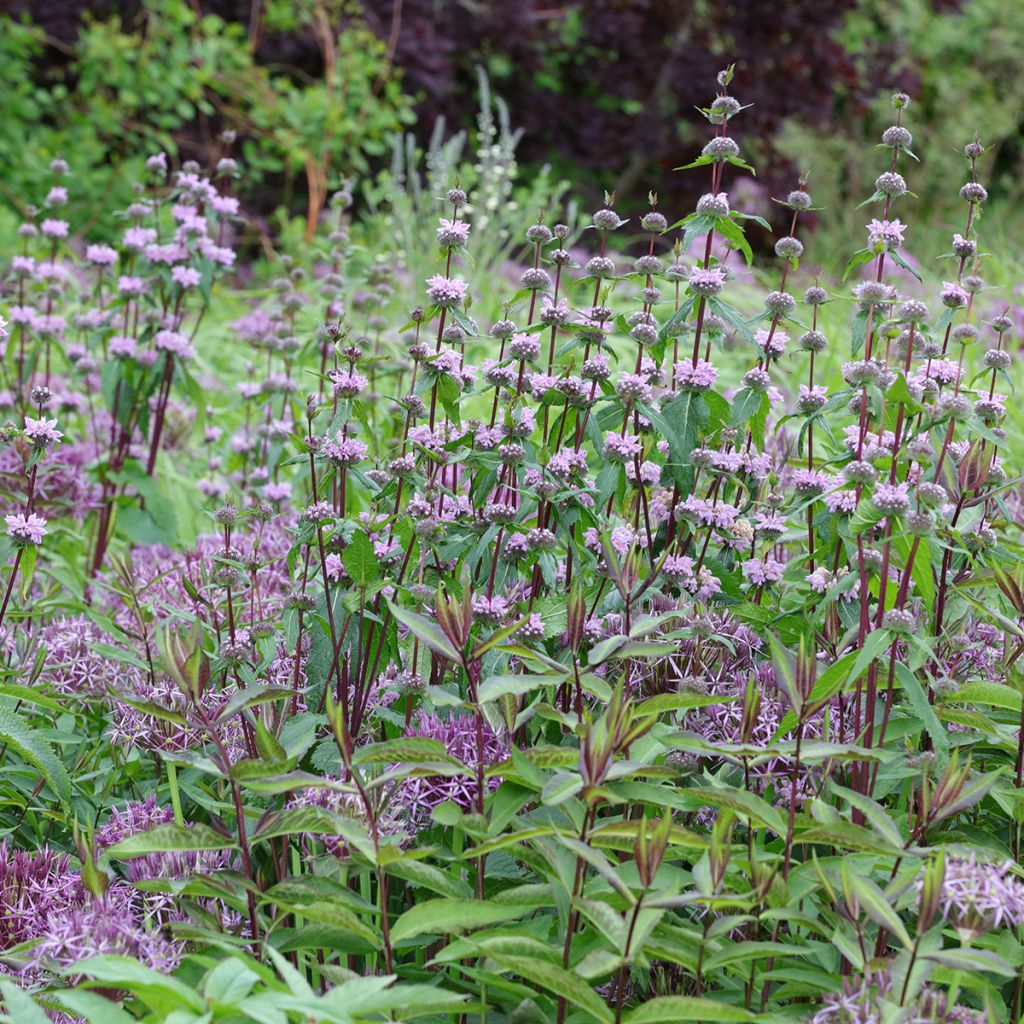 Phlomis tuberosa Amazone - Brandkruid