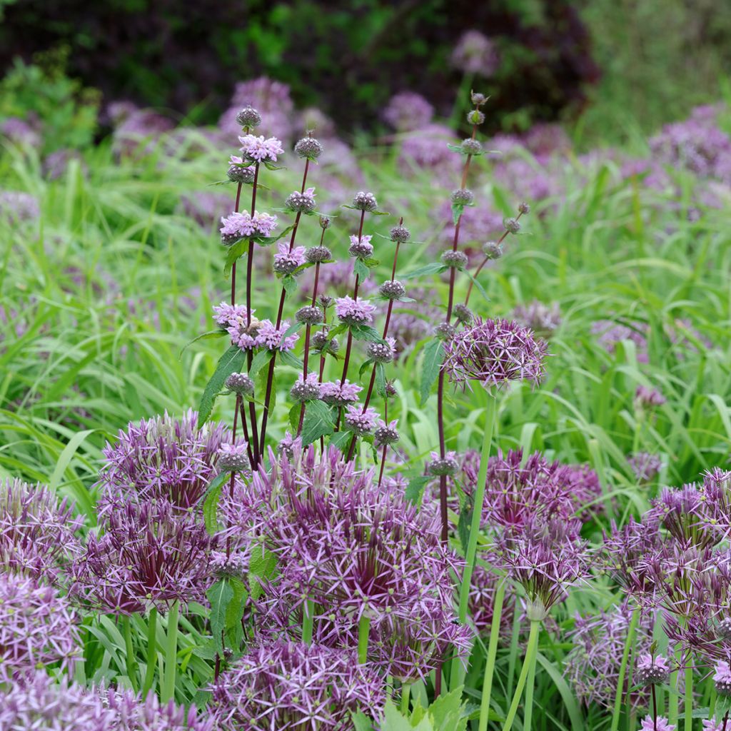 Phlomis tuberosa Amazone - Brandkruid
