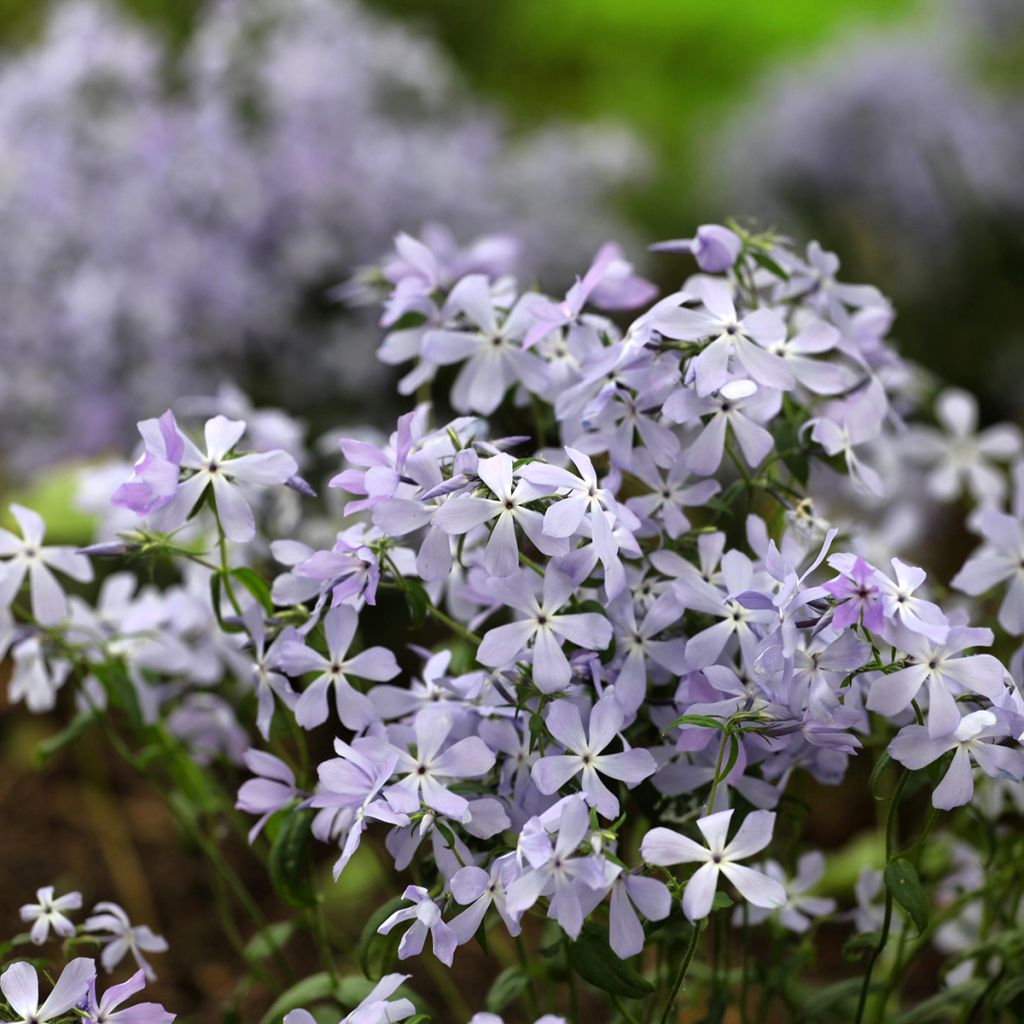 Phlox divaricata Clouds of Perfume - Voorjaarsvlambloem