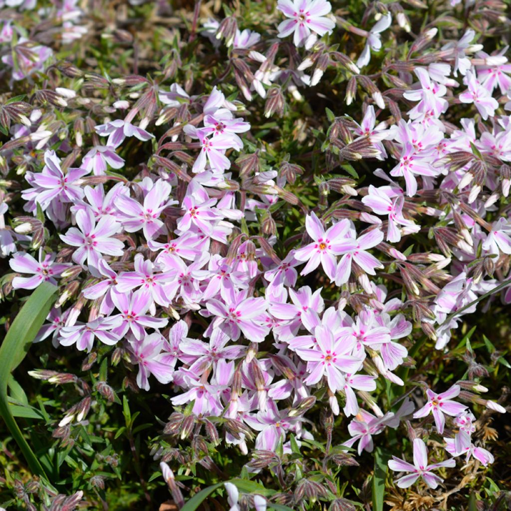 Phlox subulata Candy Stripes - Kruipende vlambloem