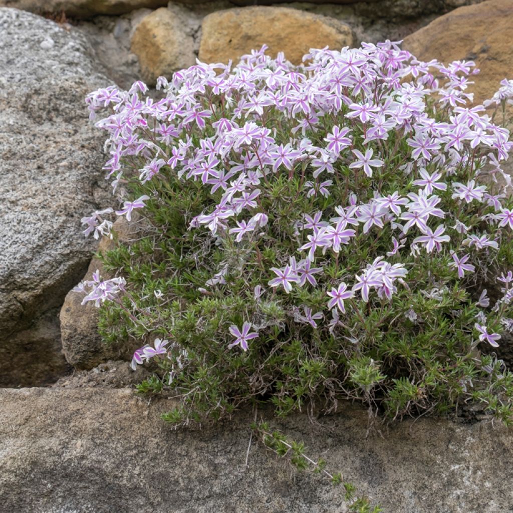 Phlox subulata Candy Stripes - Kruipende vlambloem