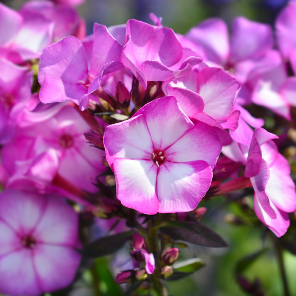 Phlox paniculata Amethyst - Vlambloem