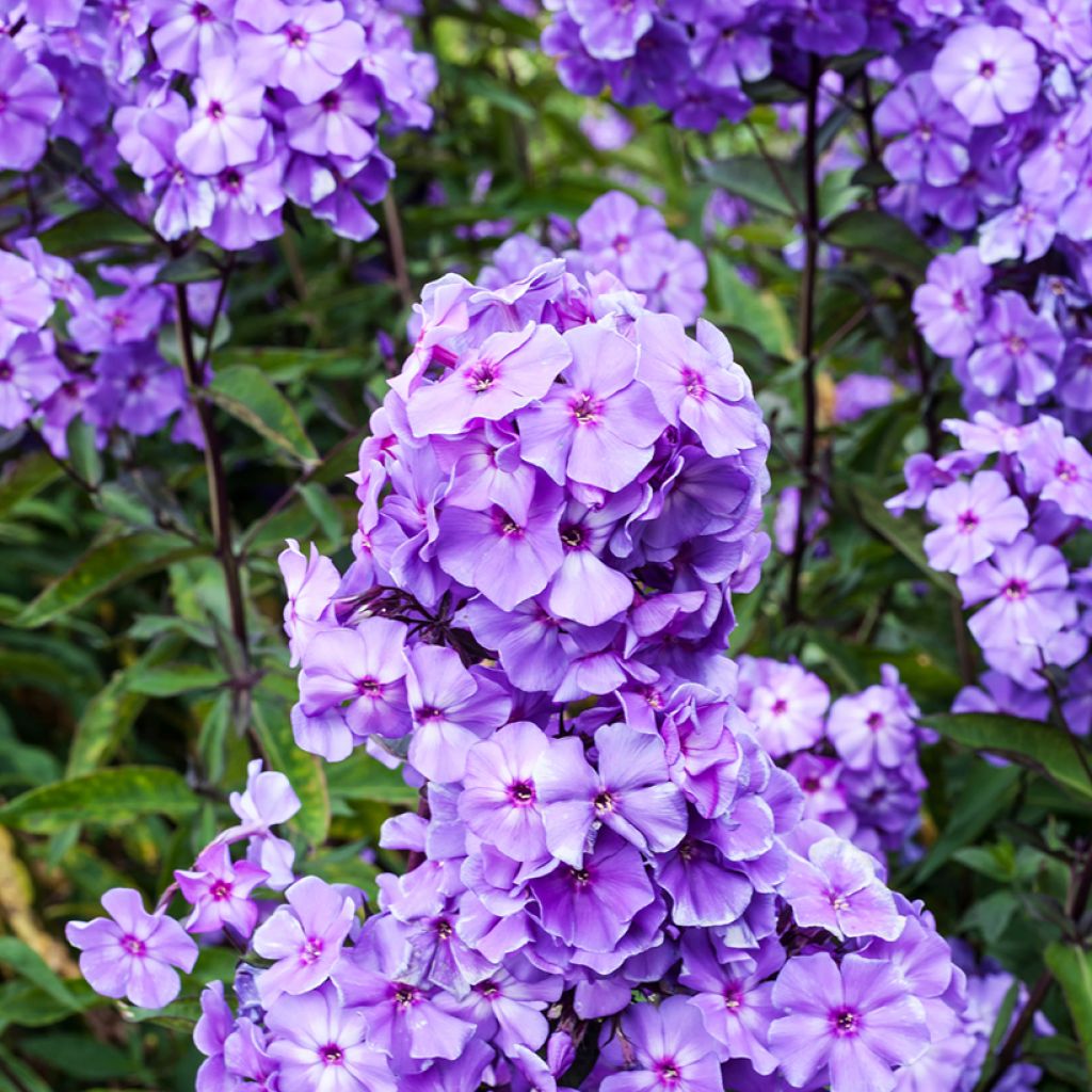 Phlox paniculata Blue Paradise - Vlambloem