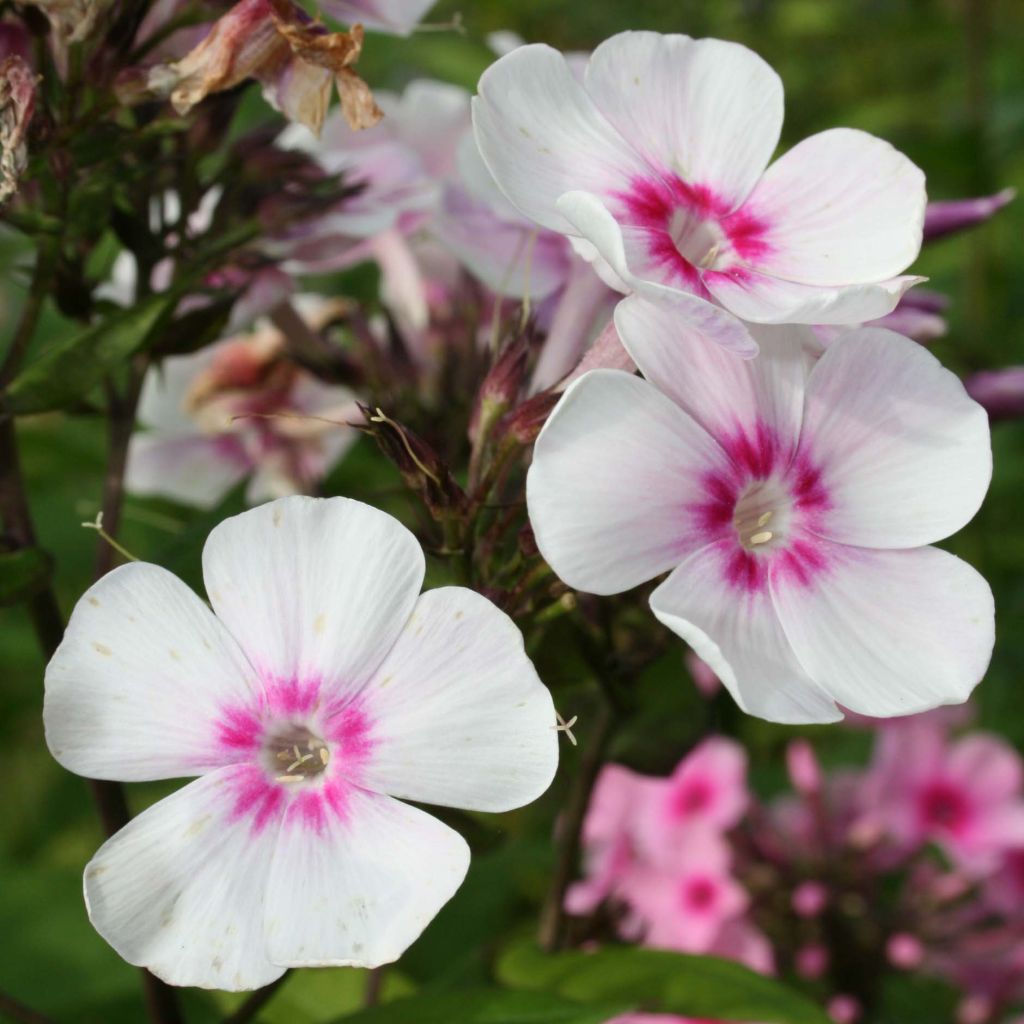 Phlox paniculata Europa - Vlambloem