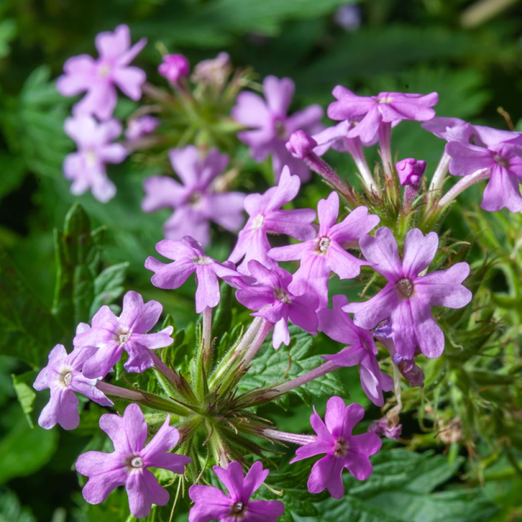 Phlox paniculata Jeana - Vlambloem