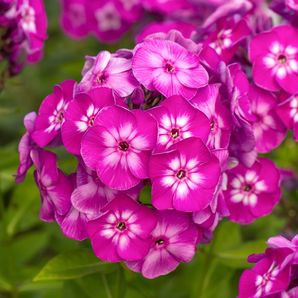 Phlox paniculata Modern Art - Vlambloem