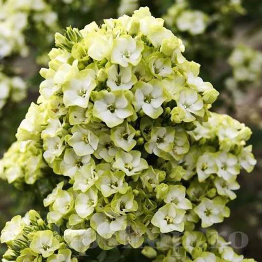 Phlox paniculata Orchid Green - Vlambloem