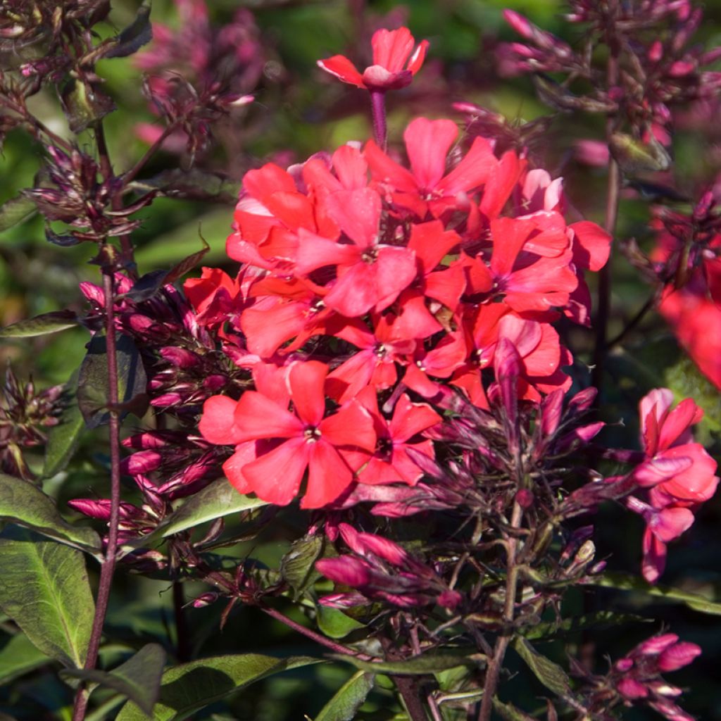 Phlox paniculata Starfire - Vlambloem