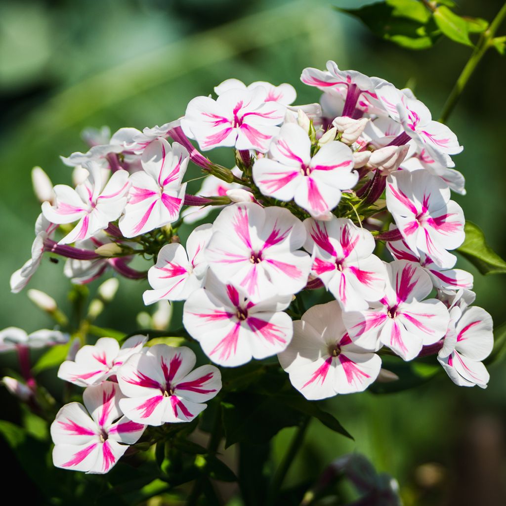 Phlox paniculata Twister - Vlambloem