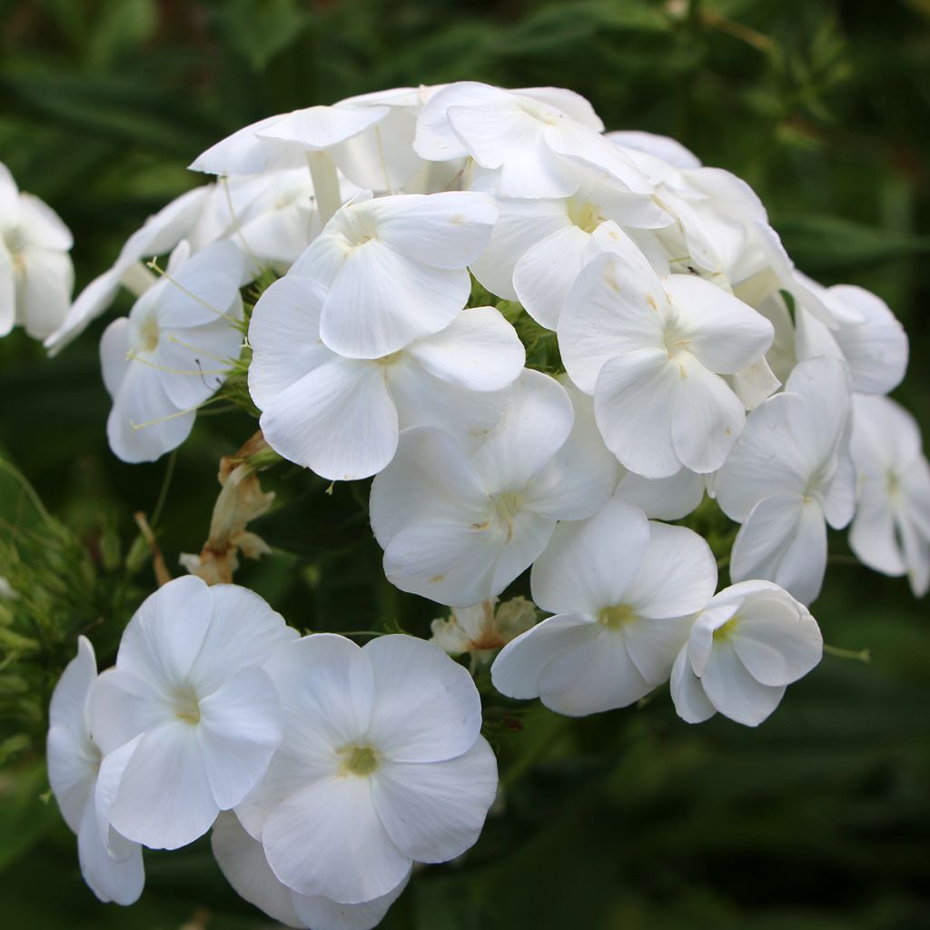 Phlox paniculata Younique Wit - Vlambloem