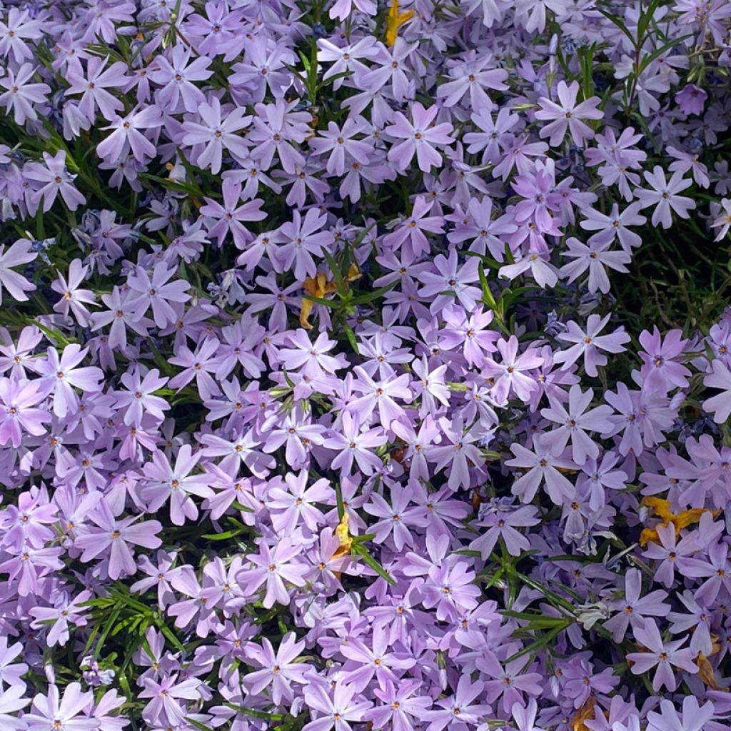 Phlox subulata Emerald Cushion Blue - Kruipende vlambloem