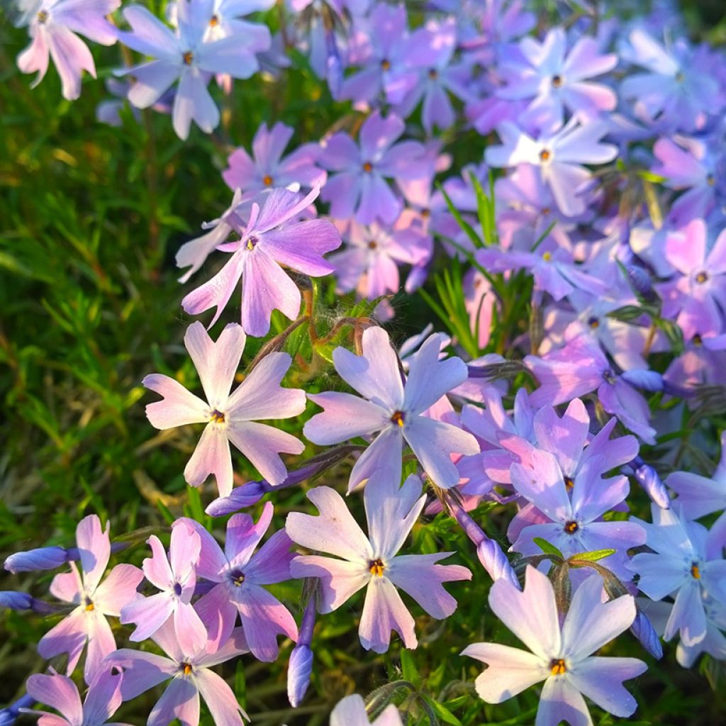 Phlox subulata Emerald Cushion Blue - Kruipende vlambloem