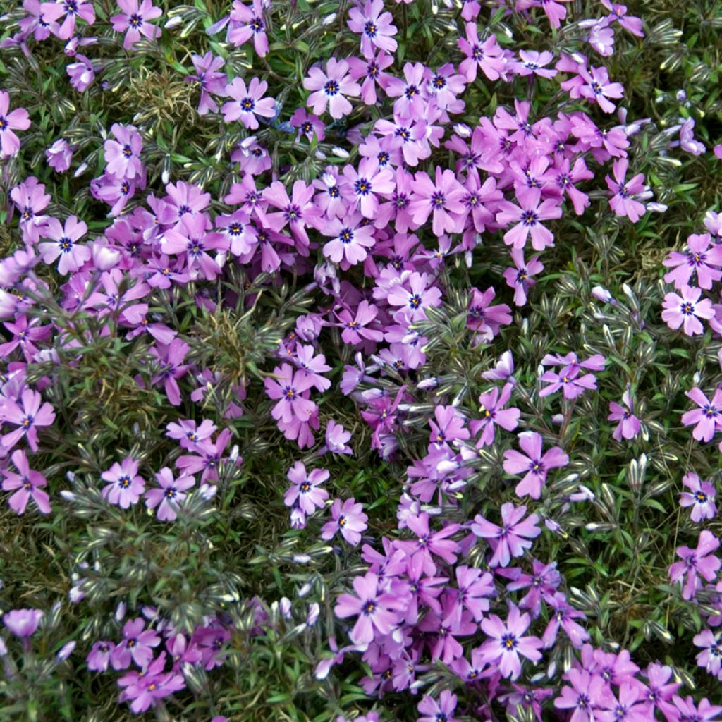 Phlox subulata Purple Beauty - Kruipende vlambloem