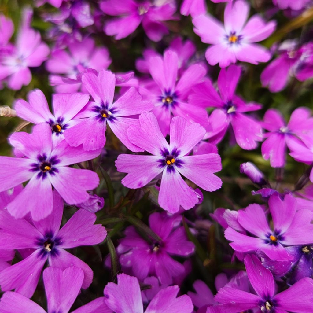 Phlox subulata Purple Beauty - Kruipende vlambloem