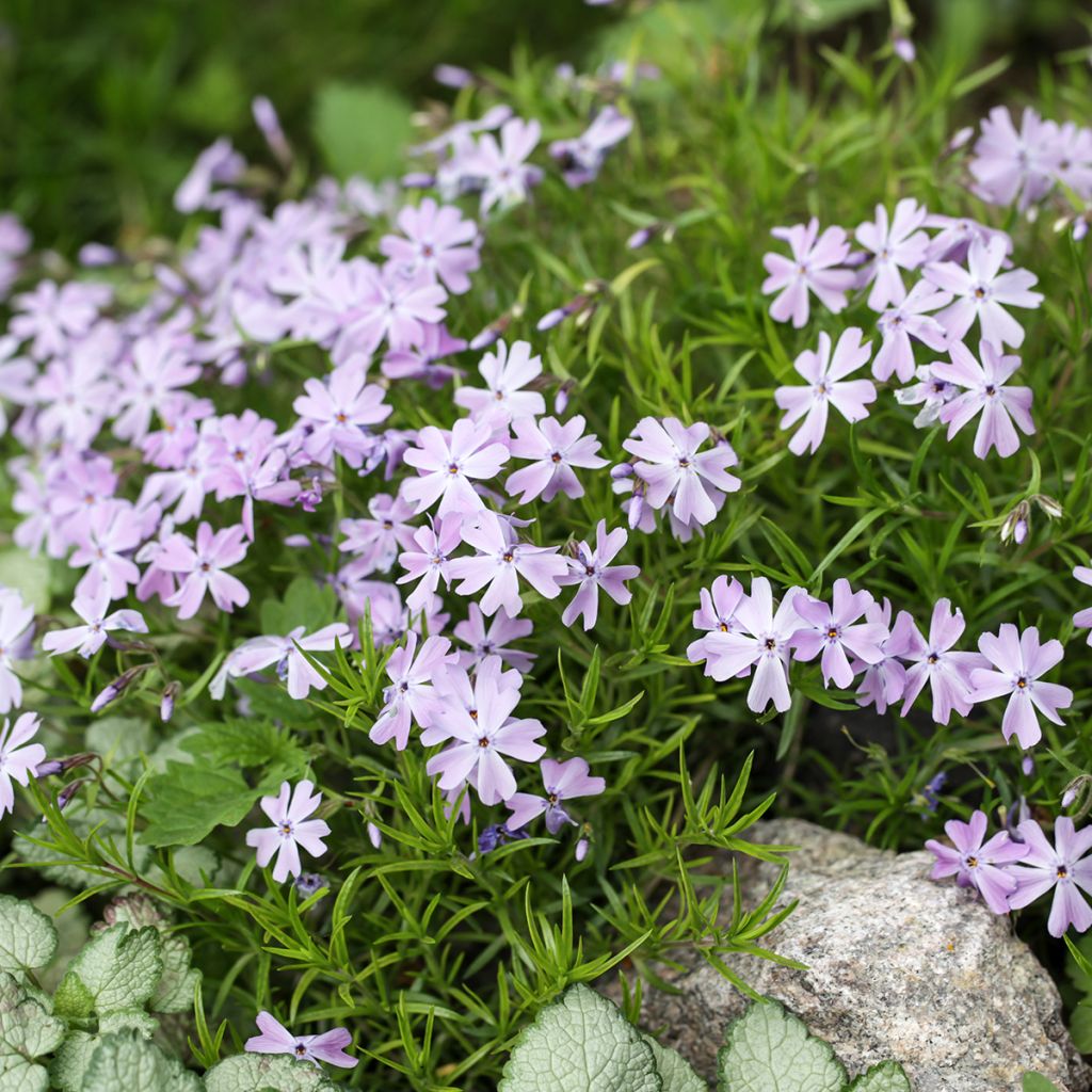Phlox subulata Emerald Cushion Blue - Kruipende vlambloem