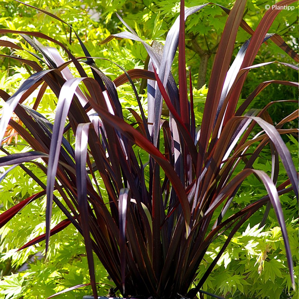 Phormium cookianum Black Adder - Nieuw-Zeelands vlas