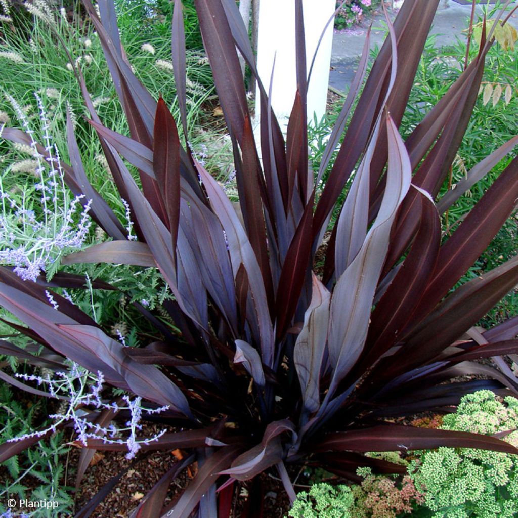Phormium cookianum Black Adder - Nieuw-Zeelands vlas