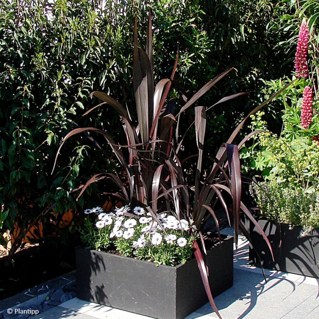 Phormium cookianum Black Adder - Nieuw-Zeelands vlas