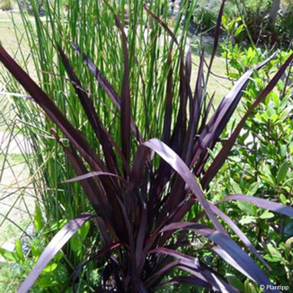 Phormium cookianum Black Adder - Nieuw-Zeelands vlas