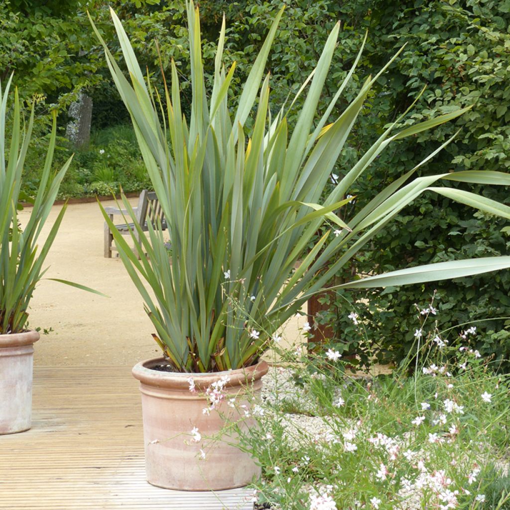 Phormium tenax - Nieuw-Zeelands vlas