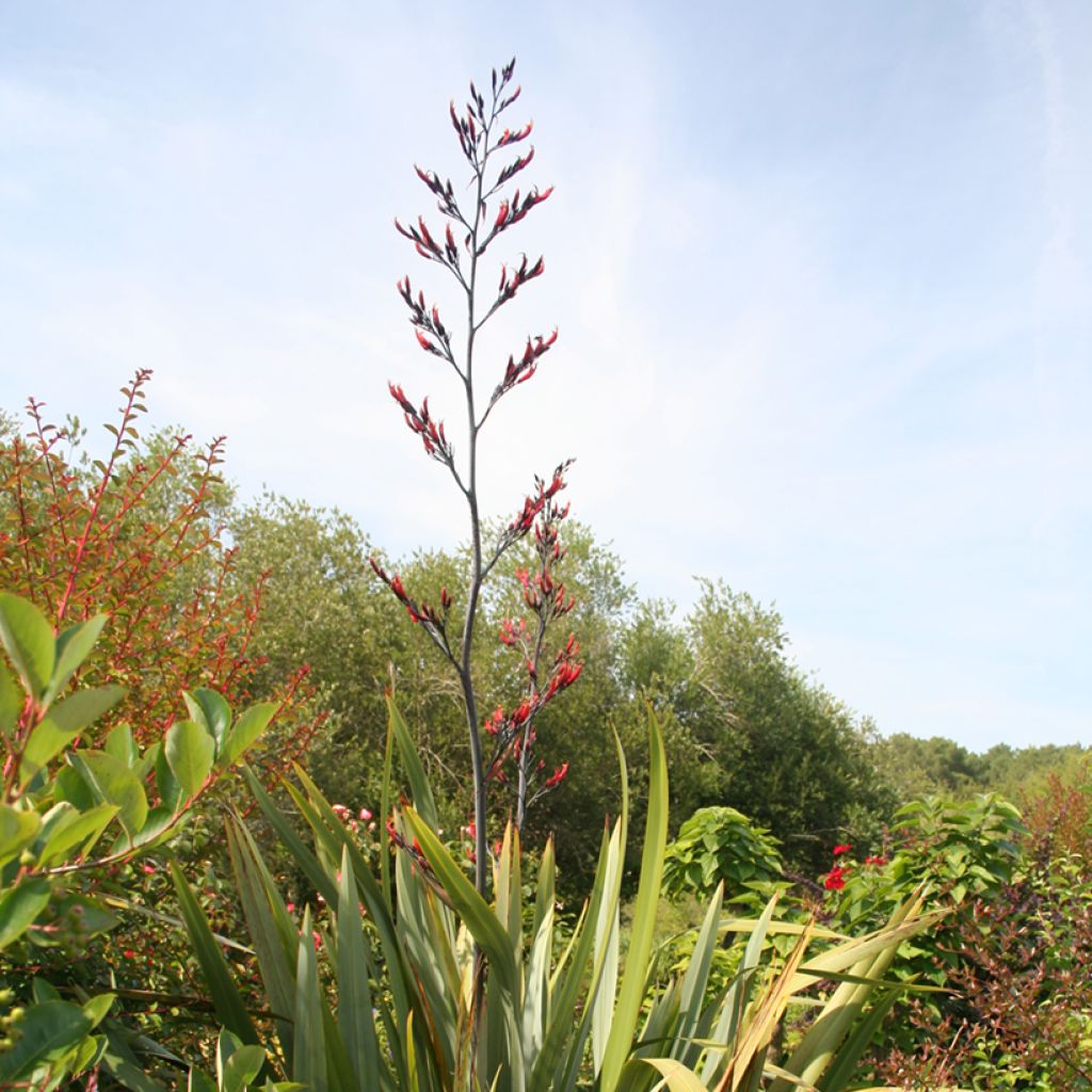 Phormium tenax - Nieuw-Zeelands vlas